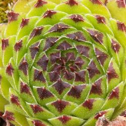 Sempervivum - Dachwurz - Hauswurz